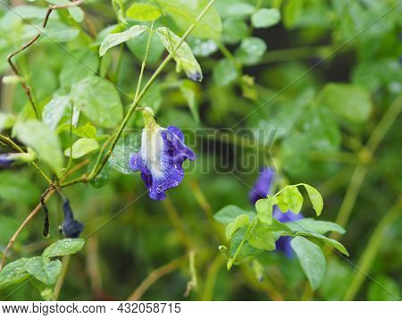 Blue Butterfly Pea Violet Color Flower Clitoria Ternatea L. In Soft Focus On Green Blur Nature Backg