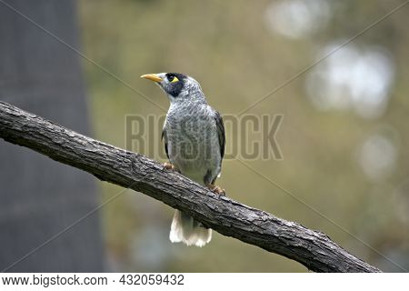The Noisy Miner Is Watching For Preditors