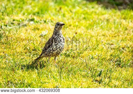 Song Thrush, Turdus Philomelos, Visiting A Garden In Ireland