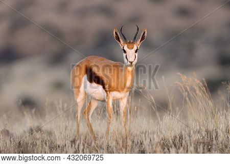 A springbok antelope (Antidorcas marsupialis) in grassland, Mokala National Park, South Africa