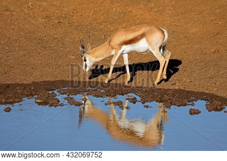 A springbok antelope (Antidorcas marsupialis) at a waterhole, Mokala National Park, South Africa