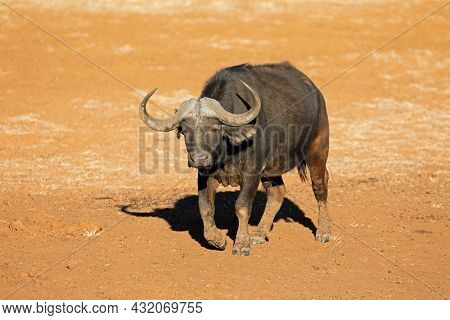 An African buffalo bull (Syncerus caffer) in natural habitat, Mokala National Park, South Africa