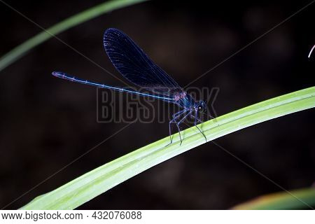 Calopteryx Haemorrhoidalis Rests On A Plant Leaf In Search Of Food