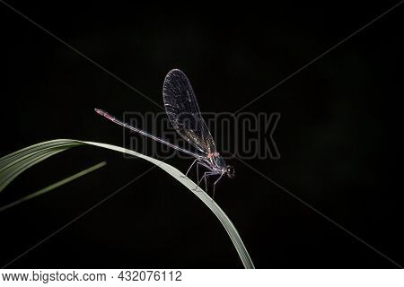 Calopteryx Haemorrhoidalis Rests On A Plant Leaf In Search Of Food