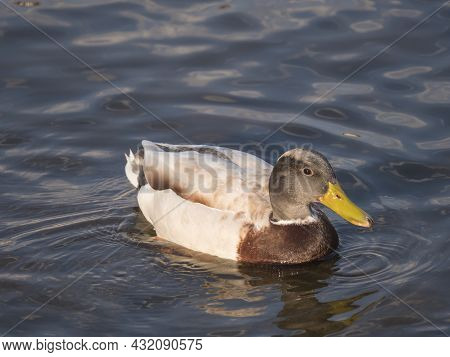 Close Up Mallard, Anas Platyrhynchos, Male Duck Bird Swimming On River Water Suface In Sunlight. Sel