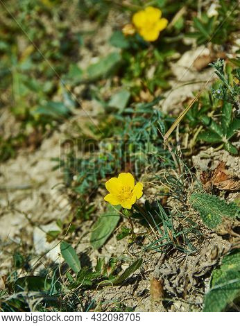 Potentilla Multifida,  Species Of Annual, Biennial And Perennial Herbaceous Flowering Plants In The 