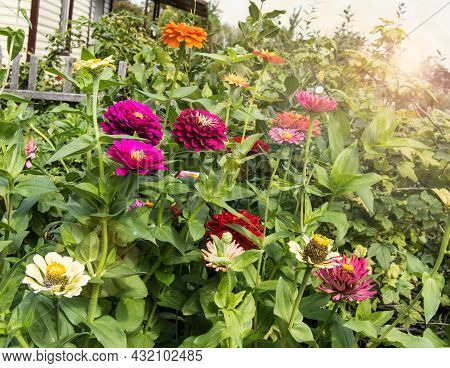 Colorful Tsinia Flowers Grow Against The Background Of A Wooden Fence In The Garden, Outdoors, On A 