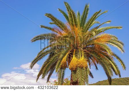 Canary Island Date Palm ( Phoenix Canariensis ) Against Blue Sky. Vacation Concept. Space For Text. 