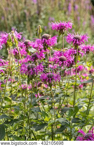 Bouquet Of Red Monarda Fistulosa Or Wild Bergamot Is In A Summer Garden