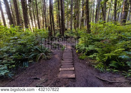 Hiking Path To Mystic Beach In The Vibrant Rainforest And Colorful Green Trees On Juan De Fuca Trail