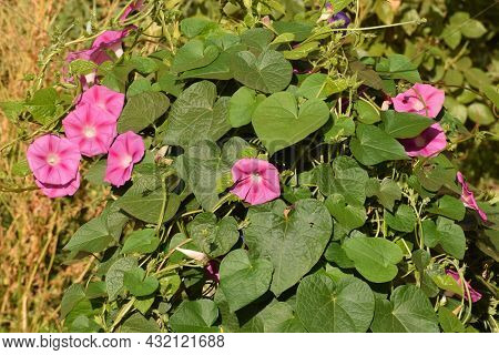 Ipomea Pink Flower In The Sun, Also Called, The Bell, The Ipomoea Purpurea Or Don Diego By Day.