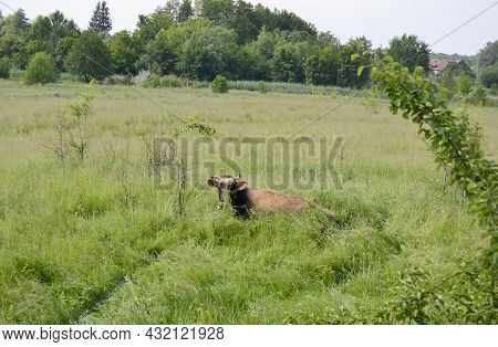 Beautiful Big Milk Cow Grazes On Green Meadow