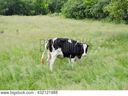 Beautiful Big Milk Cow Grazes On Green Meadow