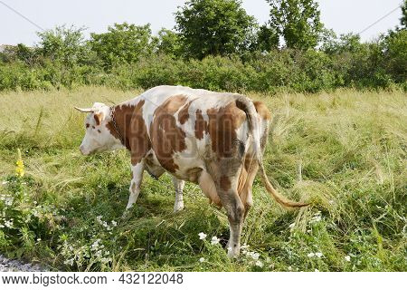 Beautiful Big Milk Cow Grazes On Green Meadow