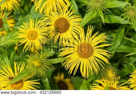 Close Up Of Inula Helenium Flowers In Bloom