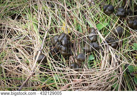 Fresh Deer Scat In The Dry Grass