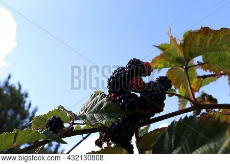 Ripe Large Berries Of Wild Blac Kberry On A Branch In The Garden Against The Sky. Low View