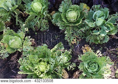 Сabbage Growing In The Garden. Сabbage Leaves Eaten By Aphids, Bugs, Snails Or Other Pests