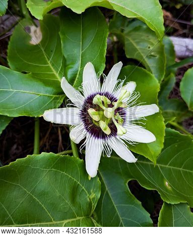 White Blossoming Passion Flower Which Has A Unique Form With Stamen Protruding From Its Center Seen 