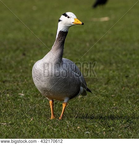 The Bar-headed Goose, Anser Indicus Is A Goose That Breeds In Central Asia In Colonies Of Thousands 