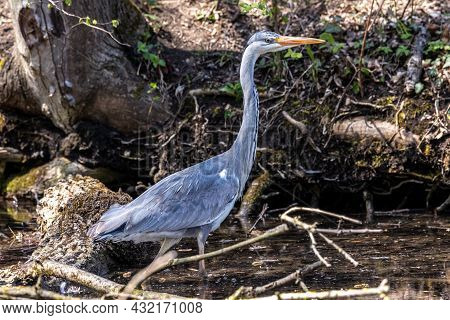 Grey Heron, Ardea Cinerea, A Massive Gray Bird Wading Through A Flat Lake Searching For Fish, With F