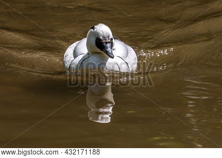 White Female Smew, Mergellus Albellus Swimming In Water In Its Natural Habitat At Munich, Germany