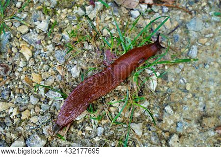 European Red Slug Aka Chocolate Arion (arion Rufus) Crawling Over A Gravel Path.
