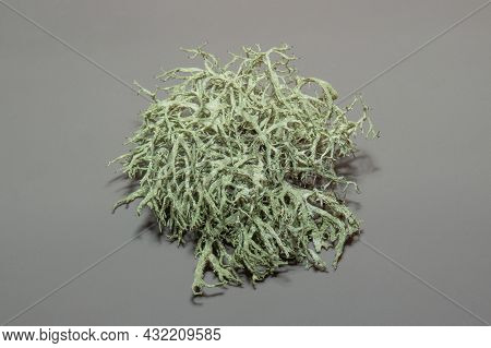Dry Lichen Of Cladonia Rangiferina Isolated On A Grey Background.