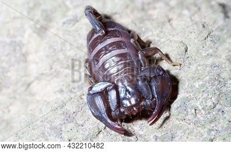 Euscorpius Italicus Heats Up In The Sun On A Rock In Search Of Prey