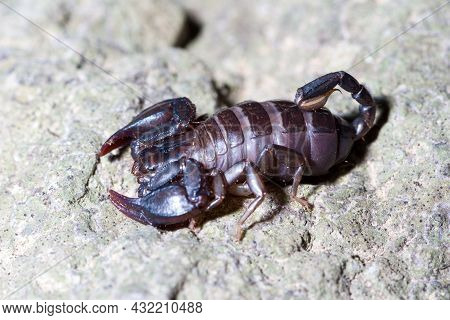 Euscorpius Italicus Heats Up In The Sun On A Rock In Search Of Prey