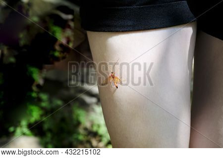 A Large Mosquito Is Sitting On The Girls Leg .culex Modestus Is One Of The Most Common Types Of Mosq