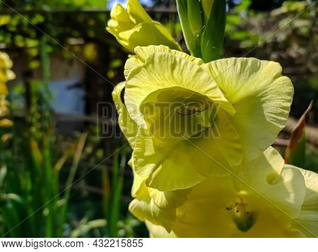 Gladiolus Is A Genus Of Perennial Cormous Flowering Plants In The Iris Family. It Is Sometimes Calle