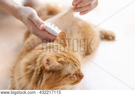 Ginger Cat Lying On The Floor And Enjoying While Being Brushed And Combed Remove Old Cat Fur In Clea