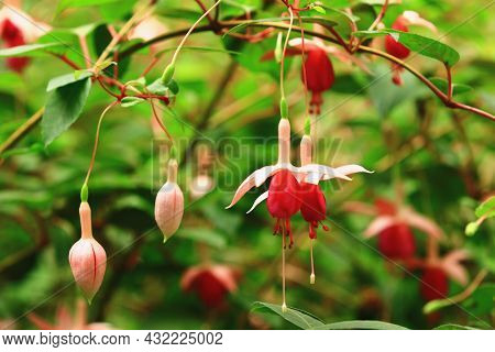 Amazing View Of Hybrid Fuchsia(lady's Eardrops,fuchsia,common Fuchia) Flowers,close-up Of Red With P