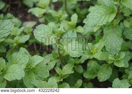 Peppermint Plant Grow At Vegetable Garden. Fresh Peppermint Trees In Organig Garden.