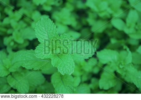 Peppermint Plant Grow At Vegetable Garden. Fresh Peppermint Trees In Organig Garden.