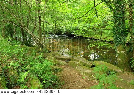 A Woodland Scene Of The River Dart At Newbridge