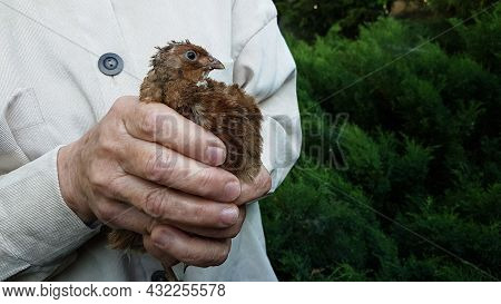 A Live Quail Bird In The Hands Of A Farmer. Eco-friendly Poultry Meat.