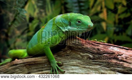 The Western Green Lizard Lacerta Bilineata Is A Wall Lizard Of The Lacertidae Family