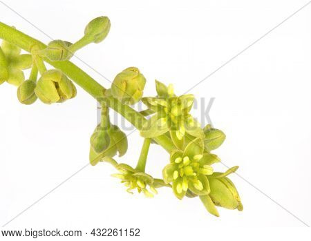 View Of The Complete Flower Of The Avocado (persea Americana) Tree Known As Protogynous Dichogamy, W