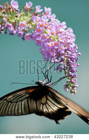 Mariposas tropicales