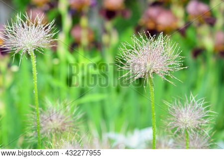 Beautiful Cutleaf Anemone, Pulsatilla Vulgaris, Pasque Flowers, With Fuzzy, Fluffy Seed Heads After 