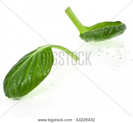 čerstvé zelené listy špenátu nebo pak choi zblízka makro, izolovaných na bílém pozadí