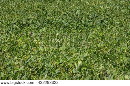 Soybean Pods On Soybean Plantation, On Blue Sky Background, Close Up. Soy Plant