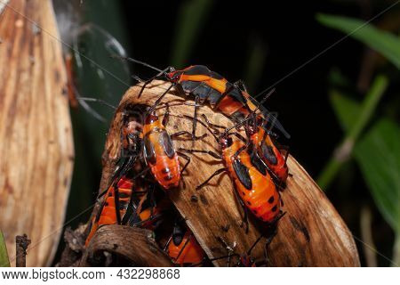 Milkweed Bugs Climbing Up A Plant - Oncopeltus Fasciatus