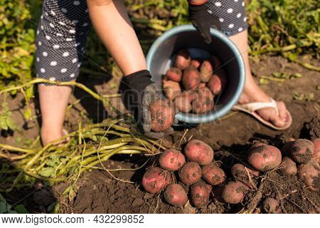 Female Hands In Gloves Picking Up Otato Just Dug From Land, On A Field.