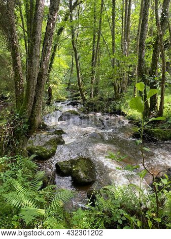 Gorges of the monne river in the green forest, olloix, Puy-de-DÃ´me, Auvergne