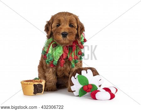 Adorable Cobberdog Puppy Aka Labradoodle Dog, Sitting Up Inbetween Christmas Sweets. Looking Straigh