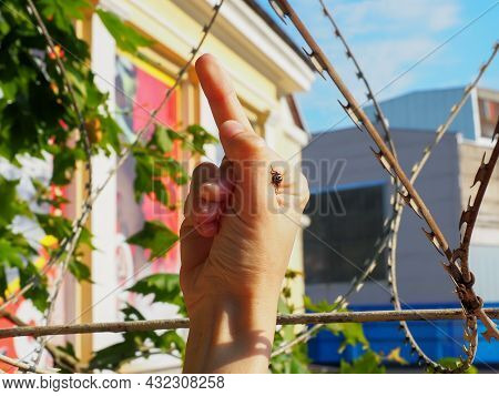 A Fly Sits On A Hand Showing The Middle Finger Against The Background Of Barbed Wire Fencing An Old 
