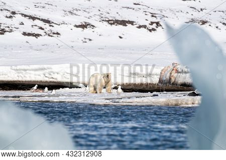 Watchful adult male polar bear, ursus maritimus, on the fast ice of Svalbard. He is guarding his kill from scavenging glaucus gulls. As seen through a gap in an iceberg. 